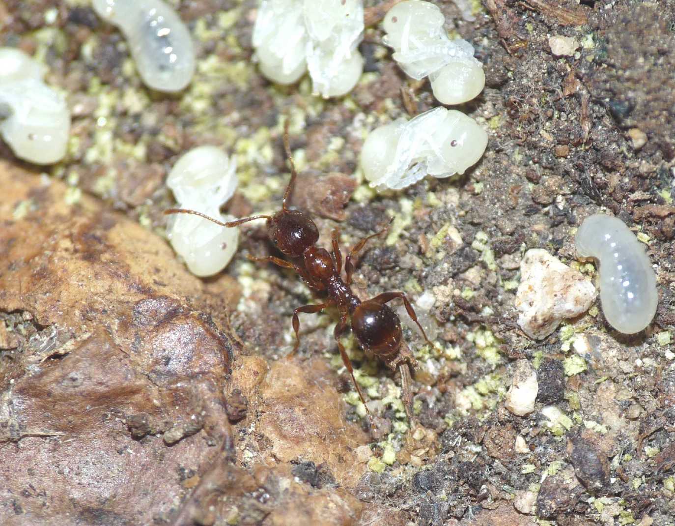 Aphaenogaster subterranea?